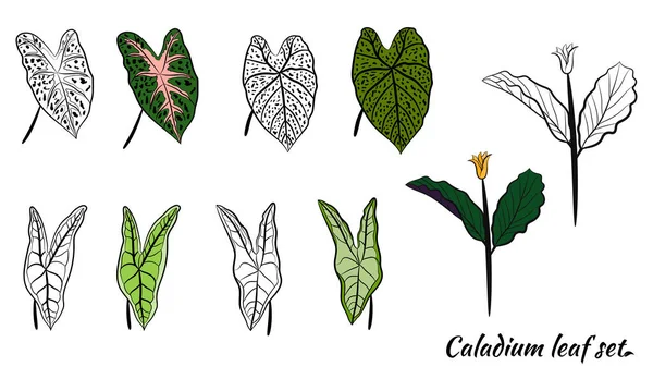 Caladium Caladium Bladset Bladeren Van Caladium Plant Met Hand Getekende — Stockvector