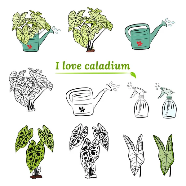 Det Caladium Caladium Löv Set Bladen Från Caladiumplantan Handritade Uppsättningar — Stock vektor