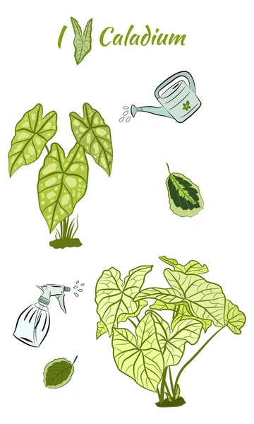 カラディウム カリウムの葉のセット カラジウム植物の葉 手描きのカラジウムの葉のセット 植物図 — ストックベクタ