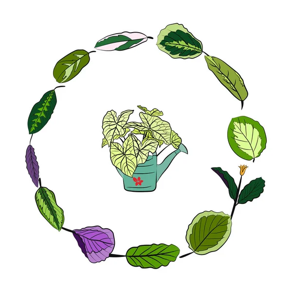 Caladium Tricolor图库矢量图片 免版税caladium Tricolor插图 Depositphotos Caladium Tricolor图库矢量图片 免版税caladium Tricolor插图 Depositphotos