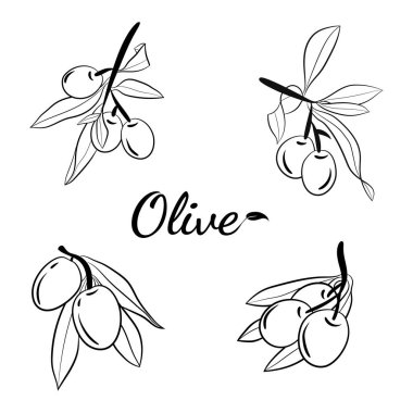 Zeytin dalı çizimi çizim tarzında. Zeytin dalının çizimleri. Botanik illüstrasyon. Etiket, amblem ve pankart için tasarım ögeleri.
