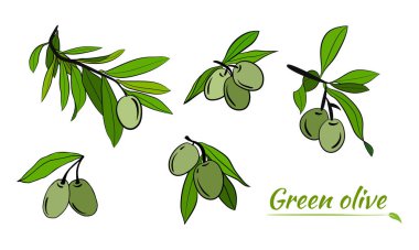 Zeytin dalı çizimi çizim tarzında. Zeytin dalının çizimleri. Botanik illüstrasyon. Etiket, amblem ve pankart için tasarım ögeleri.