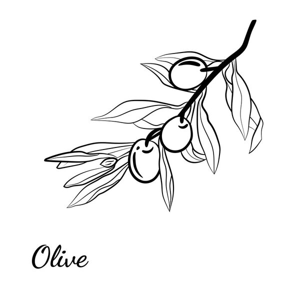 Olive tree branch hand drawn illustration in sketch style. Set of illustrations of olive branch. Botanical illustration. Design elements for label, emblem, banner.