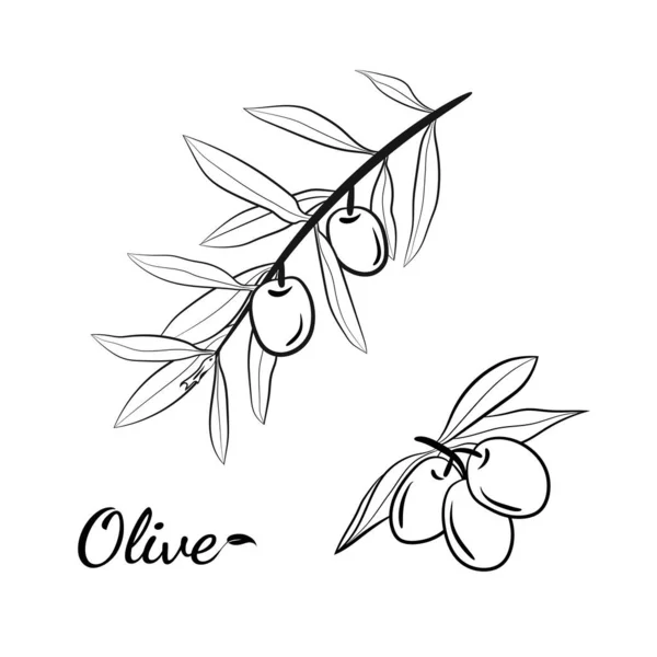 Olive Drzewo Gałąź Ręcznie Rysowane Ilustracja Stylu Szkicu Zestaw Ilustracji — Wektor stockowy