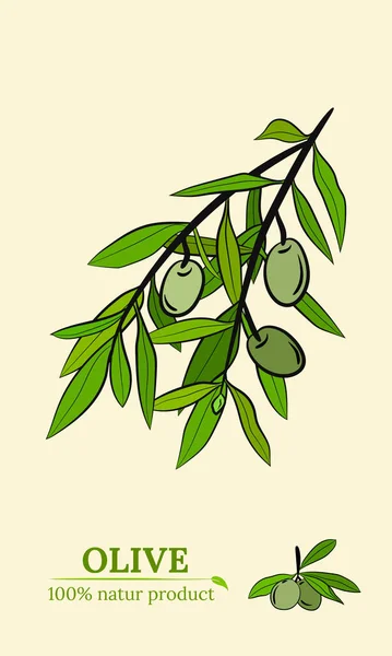 橄榄树枝干手绘草图 一套橄榄枝的插图 植物学说明 横幅的设计要素 — 图库矢量图片