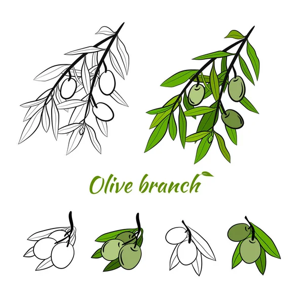 Sketch Olive Berries On Branch With Leaves Olive Drawing Berries Drawing Branch  Drawing PNG and Vector with Transparent Background for Free Download