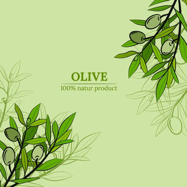 Zeytin meyveleri ve ağaç dallarıyla tasarım için şablon. Zeytin dalı çizimi çizim tarzında. Etiket, amblem ve pankart için tasarım ögeleri.