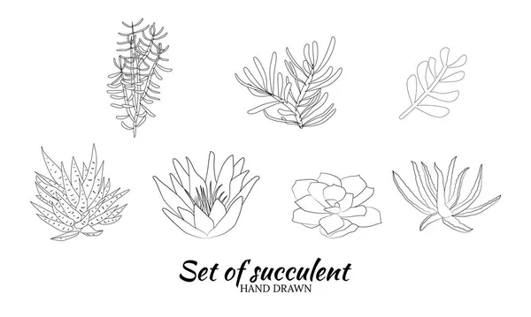 Set Hand Drawn Cacti Succulents Spiny Desert Plants Cactus Flowers — Stock vektor