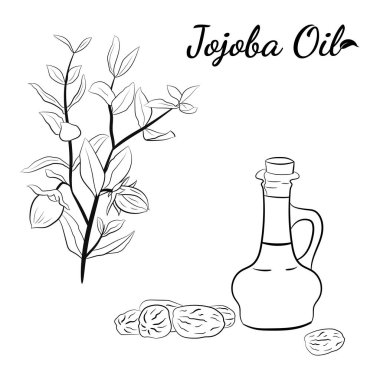 Meyveli, çiçekli ve yapraklı kokokoba dalları. Jojoba bitki koleksiyonu. Vektör çizimi botanik. Menü, etiket, paketleme tasarımı için elementler.