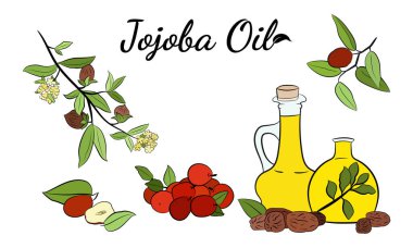 Meyveli, çiçekli ve yapraklı kokokoba dalları. Jojoba bitki koleksiyonu. Vektör çizimi botanik. Menü, etiket, paketleme tasarımı için elementler.