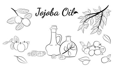 Meyveli, çiçekli ve yapraklı kokokoba dalları. Jojoba bitki koleksiyonu. Vektör çizimi botanik. Menü, etiket, paketleme tasarımı için elementler.