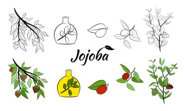 Meyveli, çiçekli ve yapraklı kokokoba dalları. Jojoba bitki koleksiyonu. Vektör çizimi botanik. Menü, etiket, paketleme tasarımı için elementler.