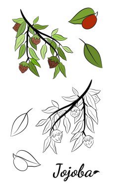 Meyveli, çiçekli ve yapraklı kokokoba dalları. Jojoba bitki koleksiyonu. Vektör çizimi botanik. Menü, etiket, paketleme tasarımı için elementler.