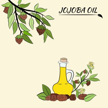 Meyveli, çiçekli ve yapraklı kokokoba dalları. Jojoba bitki koleksiyonu. Vektör çizimi botanik. Menü, etiket, paketleme tasarımı için elementler.