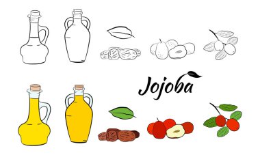 Meyveli, çiçekli ve yapraklı kokokoba dalları. Jojoba bitki koleksiyonu. Vektör çizimi botanik. Menü, etiket, paketleme tasarımı için elementler.