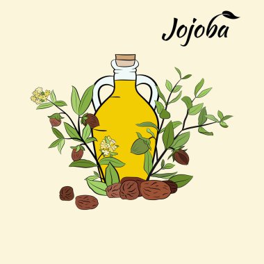 Meyveli, çiçekli ve yapraklı kokokoba dalları. Jojoba bitki koleksiyonu. Vektör çizimi botanik. Menü, etiket, paketleme tasarımı için elementler.