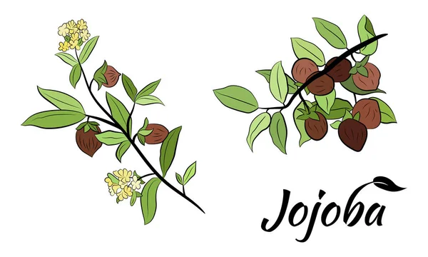 Handgezeichnete Jojobazweige Mit Früchten Blüten Und Blättern Jojoba Pflanzensammlung Vektorillustration — Stockvektor