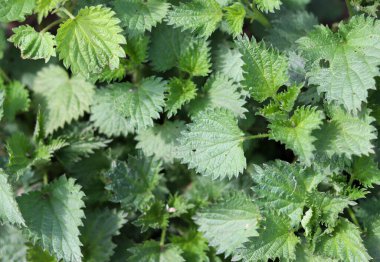 Taze bahar ısırgan otu yaprakları. Isırgan otu çalıları. İlaç fabrikası. Yeşil yapraklar arkaplan