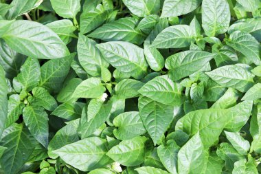 Dolmalık biber tohumları, taze biber yaprakları. Seçici odaklanma. Yeşil yapraklar arkaplan