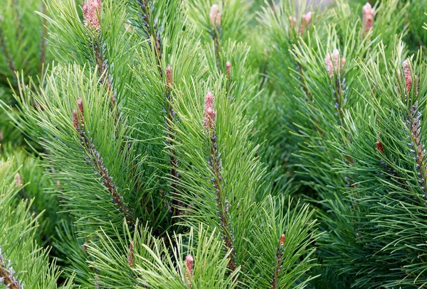 Branches of Pinus mugo, also known as mountain pine or creeping pine with young shoots, fragment close-up, background — Stock Image Branches Pinus Mugo Also Known Mountain Pine Creeping Pine Young Royalty Free Stock Photos