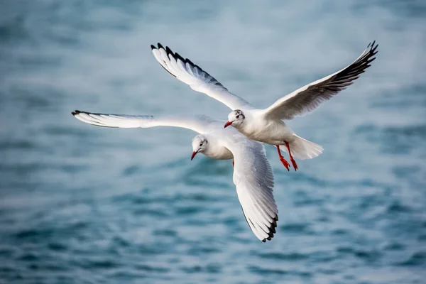 Kuğu ve diğer waterfowls denizde