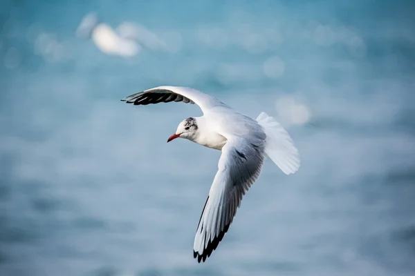 Zwanen en andere watervogels op de zee — Stockfoto