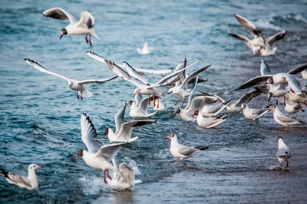 Kuğu ve diğer waterfowls denizde