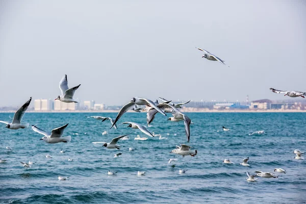 Swans and other waterfowls on the Sea — Stock Photo, Image