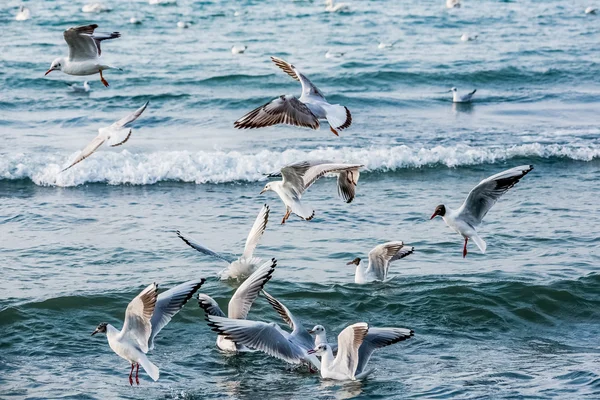 Cisnes e outras aves aquáticas no mar — Fotografia de Stock