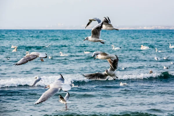 Kuğu ve diğer waterfowls denizde