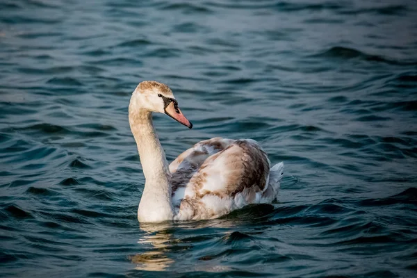 Zwanen en andere watervogels op de zee — Stockfoto