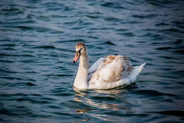 Zwanen en andere watervogels op de zee — Stockfoto