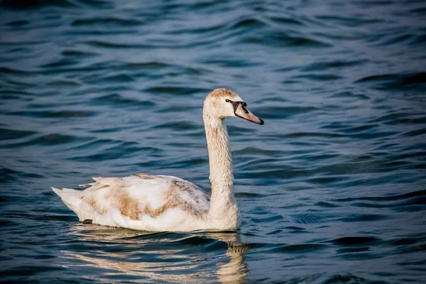 Cisnes y otras aves acuáticas en el mar — Foto de Stock