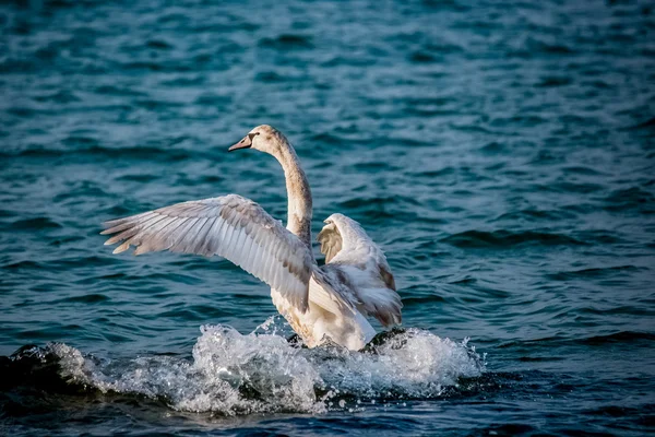 Cisnes e outras aves aquáticas no mar — Fotografia de Stock