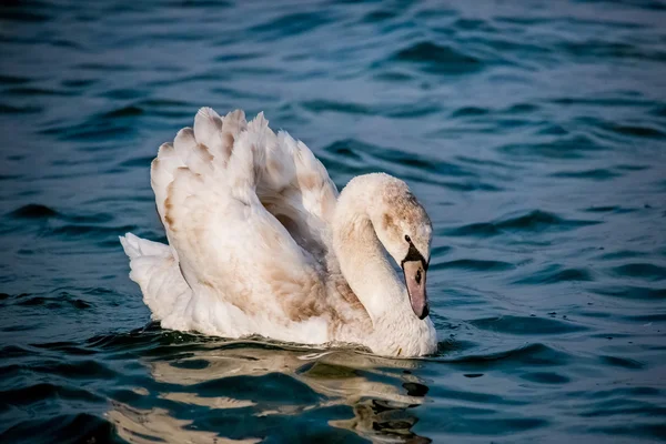 Cisnes y otras aves acuáticas en el mar — Foto de Stock