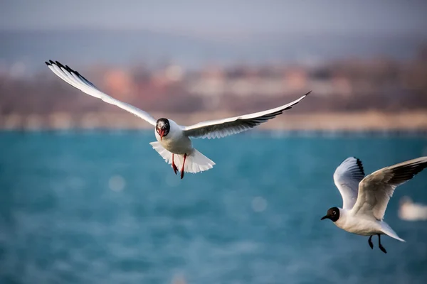 Kuğu ve diğer waterfowls denizde