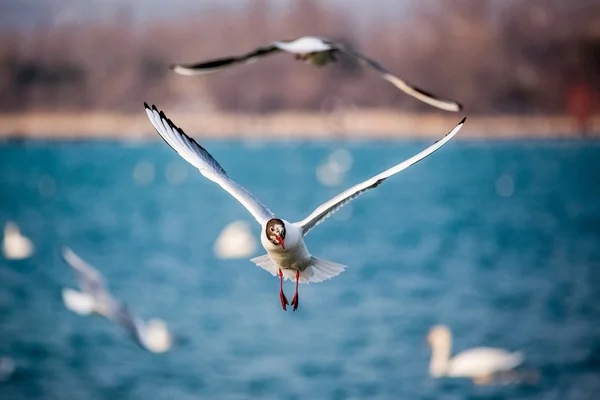 Cisnes e outras aves aquáticas no mar — Fotografia de Stock