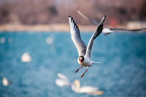 Cisnes e outras aves aquáticas no mar — Fotografia de Stock