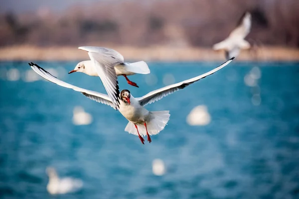 Cisnes y otras aves acuáticas en el mar Fotos De Stock Sin Royalties Gratis