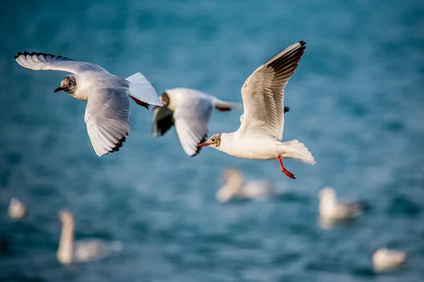 Cisnes e outras aves aquáticas no mar — Fotografia de Stock