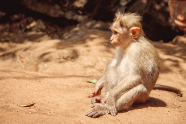 Hindistan Goa plaj doğa deniz