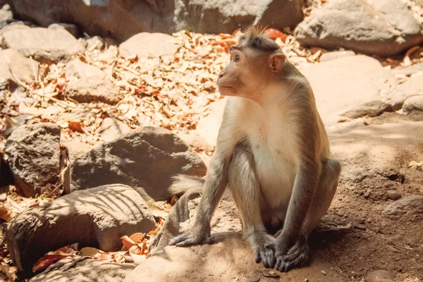 Hindistan Goa plaj doğa deniz