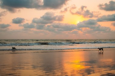 Hindistan Goa plaj doğa deniz