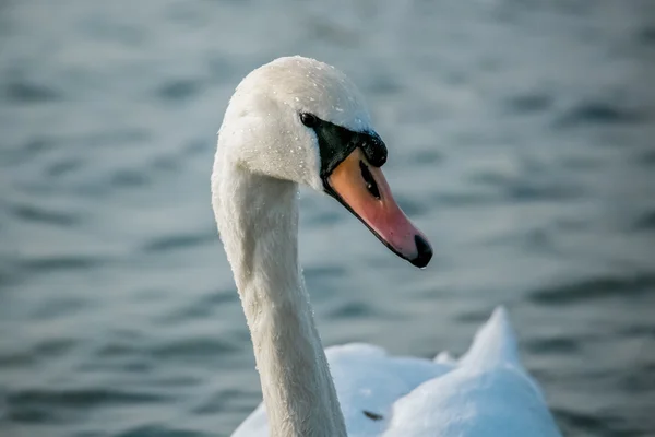 Birds of the sea — Stock Photo, Image