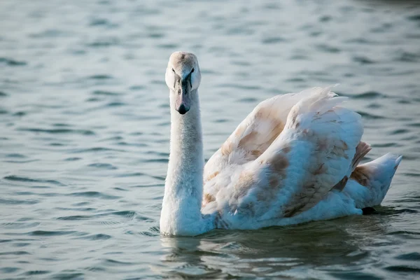 Uccelli del mare — Foto Stock