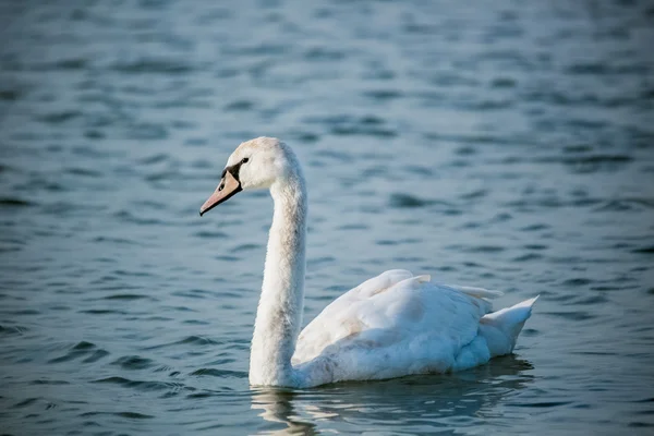 Birds of the sea — Stock Photo, Image