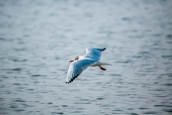 Vogels van de zee — Stockfoto