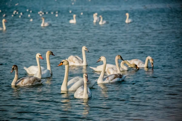 Birds of the sea — Stock Photo, Image