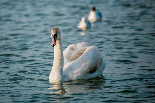 Aves del mar — Foto de Stock