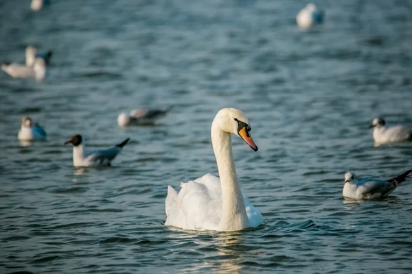 Aves del mar — Foto de Stock